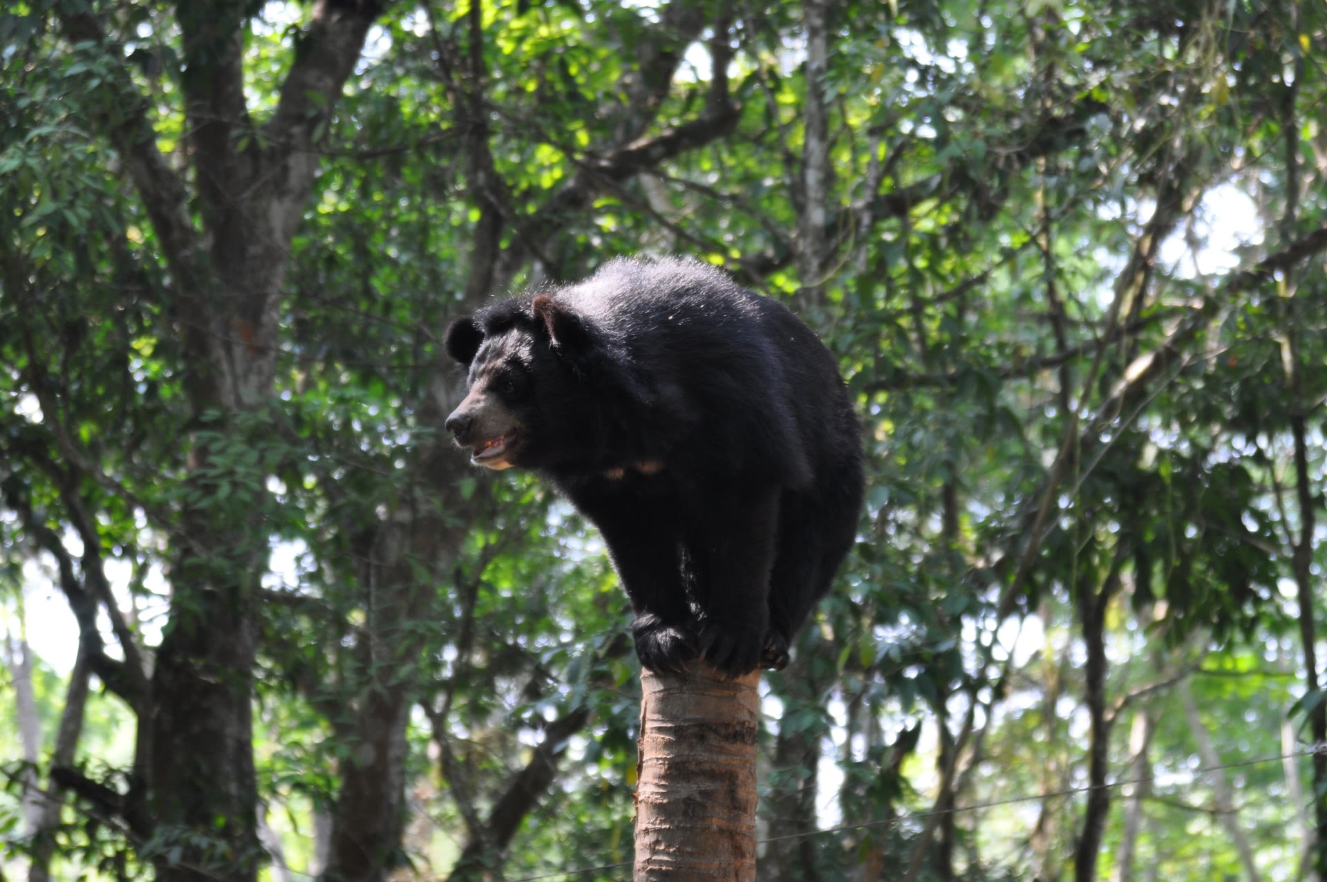 Tat Kuang Si Bear Rescue Centre: Visiting Guide