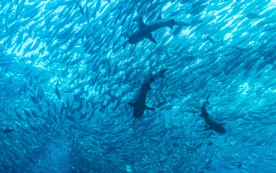 Menyelam di Sipadan: izin, biaya, dan tempat menginap