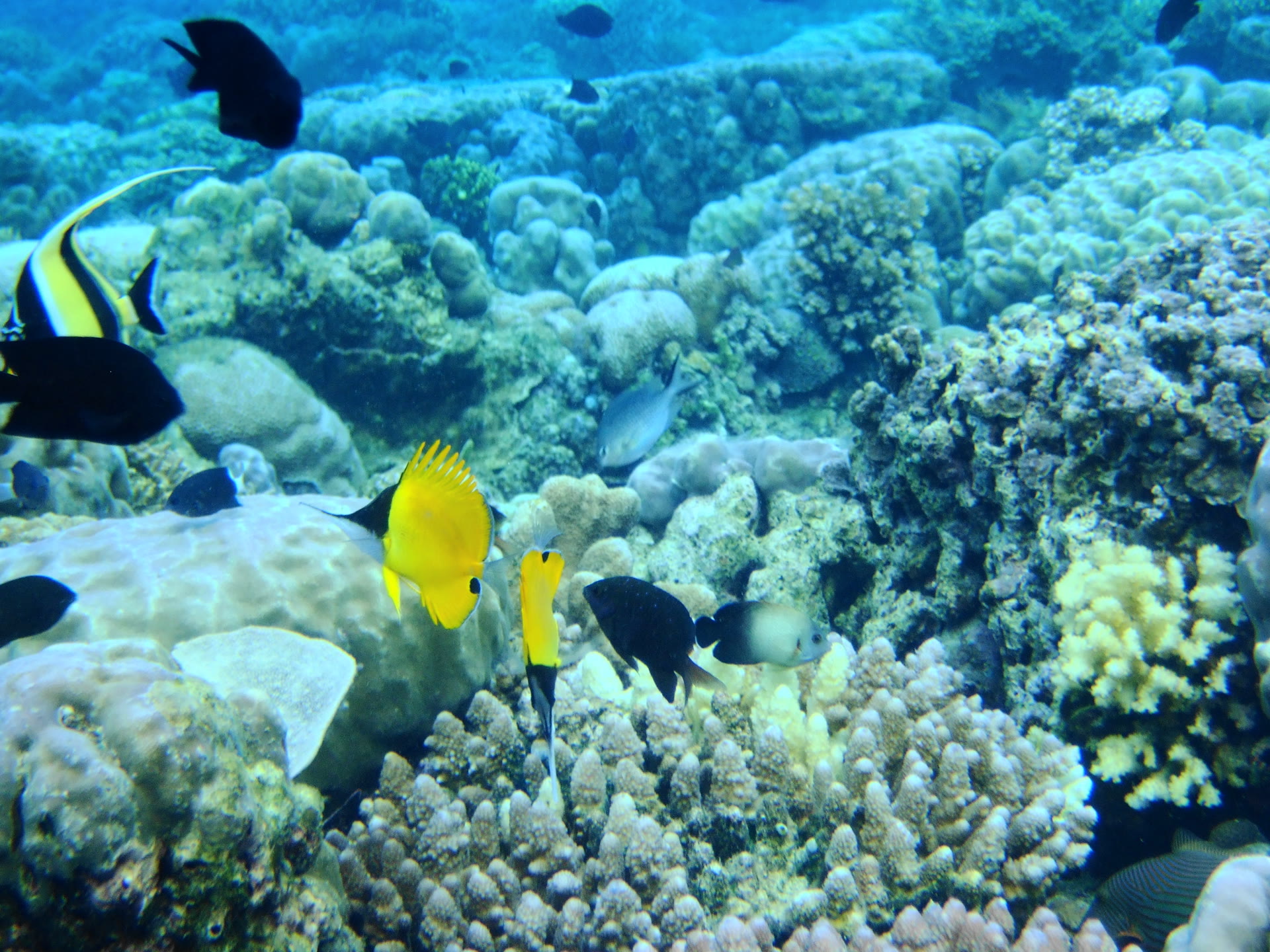 ブナケン海洋国立公園：ダイビング、シュノーケリングと島の案内