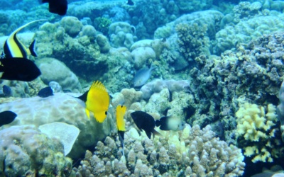 Parc marin de Bunaken : plongée, snorkeling et guide des îles