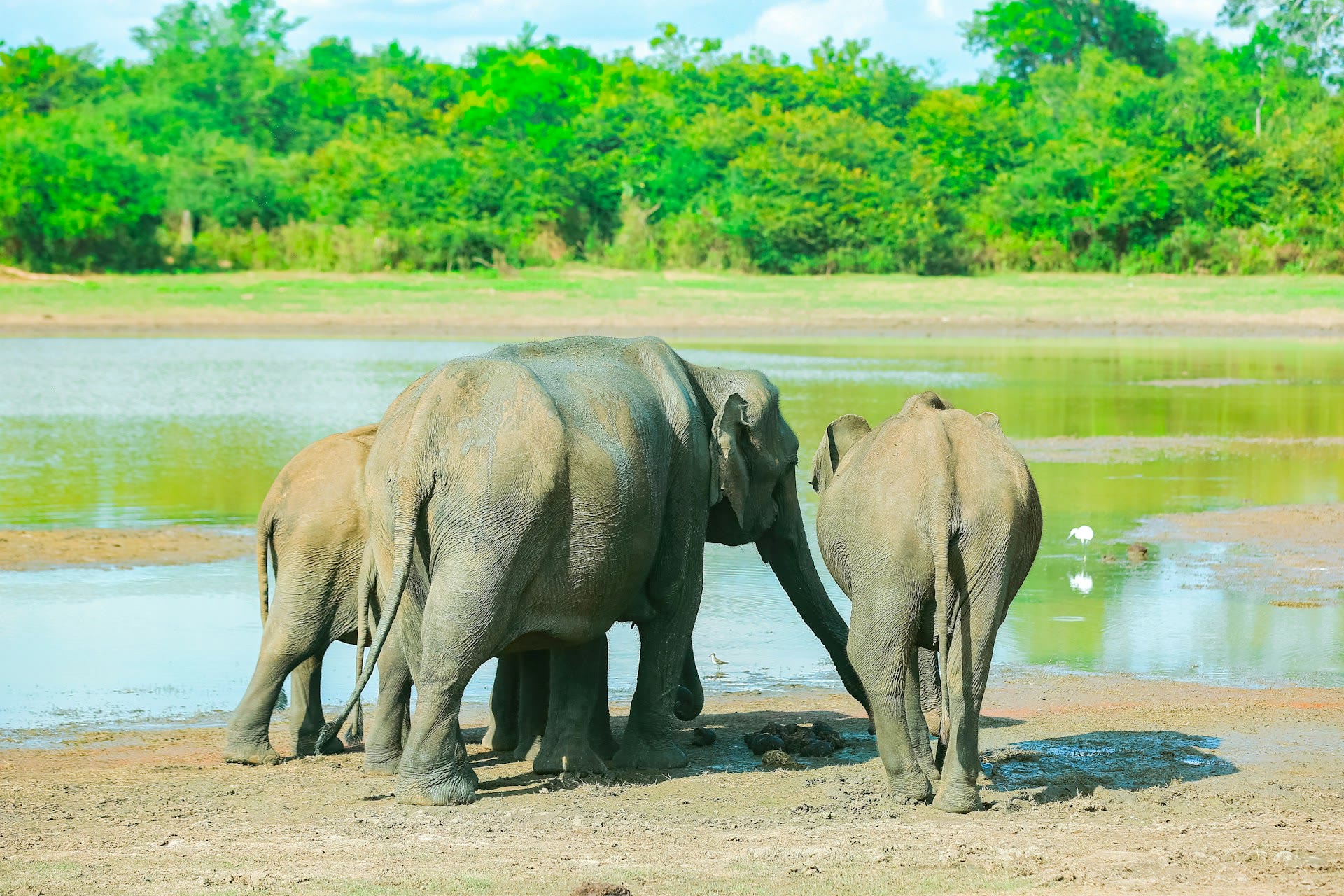 Udawalawe National Park: plan your safari and ETH visit