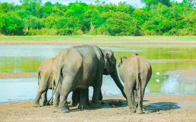 Vườn quốc gia Udawalawe: lên kế hoạch safari và thăm ETH