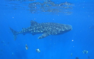 Observer les requins-baleines à Oslob : guide pratique et éthique