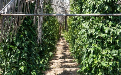 Trang trại tiêu Kampot: chọn tham quan, nếm thử hay cửa hàng trong thị trấn