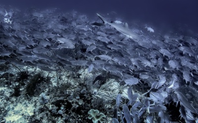 Tubbataha Reefs: A Liveaboard Diving Guide