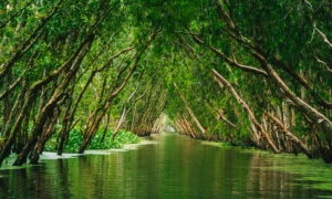 Mekong Delta: Floating Markets, River Life, and Vietnam's Green Heart