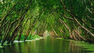 Mekong Delta Travel Guide: Floating Markets and River Towns