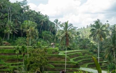 Tegallalang Rice Terraces: The Complete Visitor's Guide