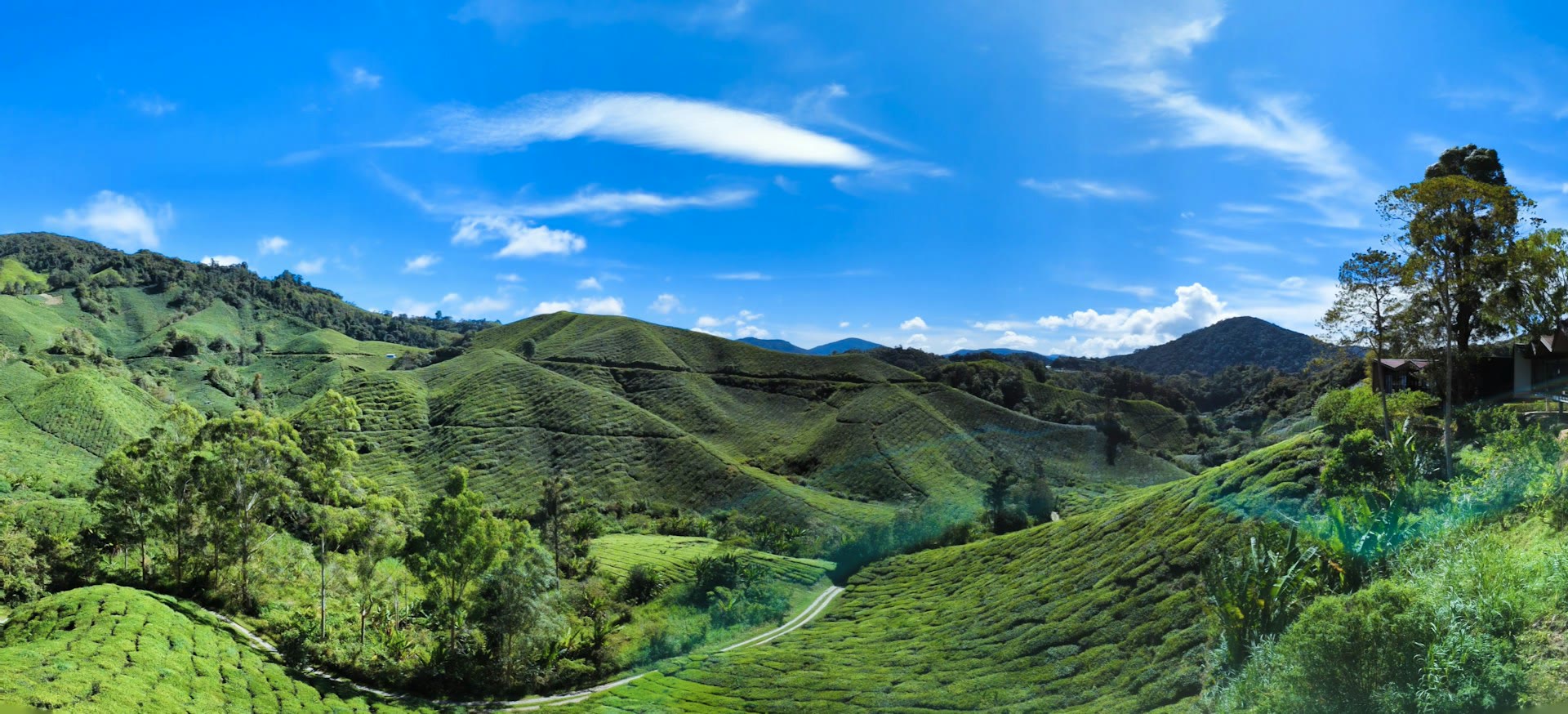 Cameron Highlands Travel Guide: Tea Estates, Forest and Towns