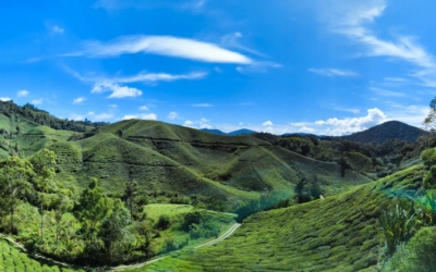 Panduan Wisata Cameron Highlands: kebun teh, hutan, dan kota