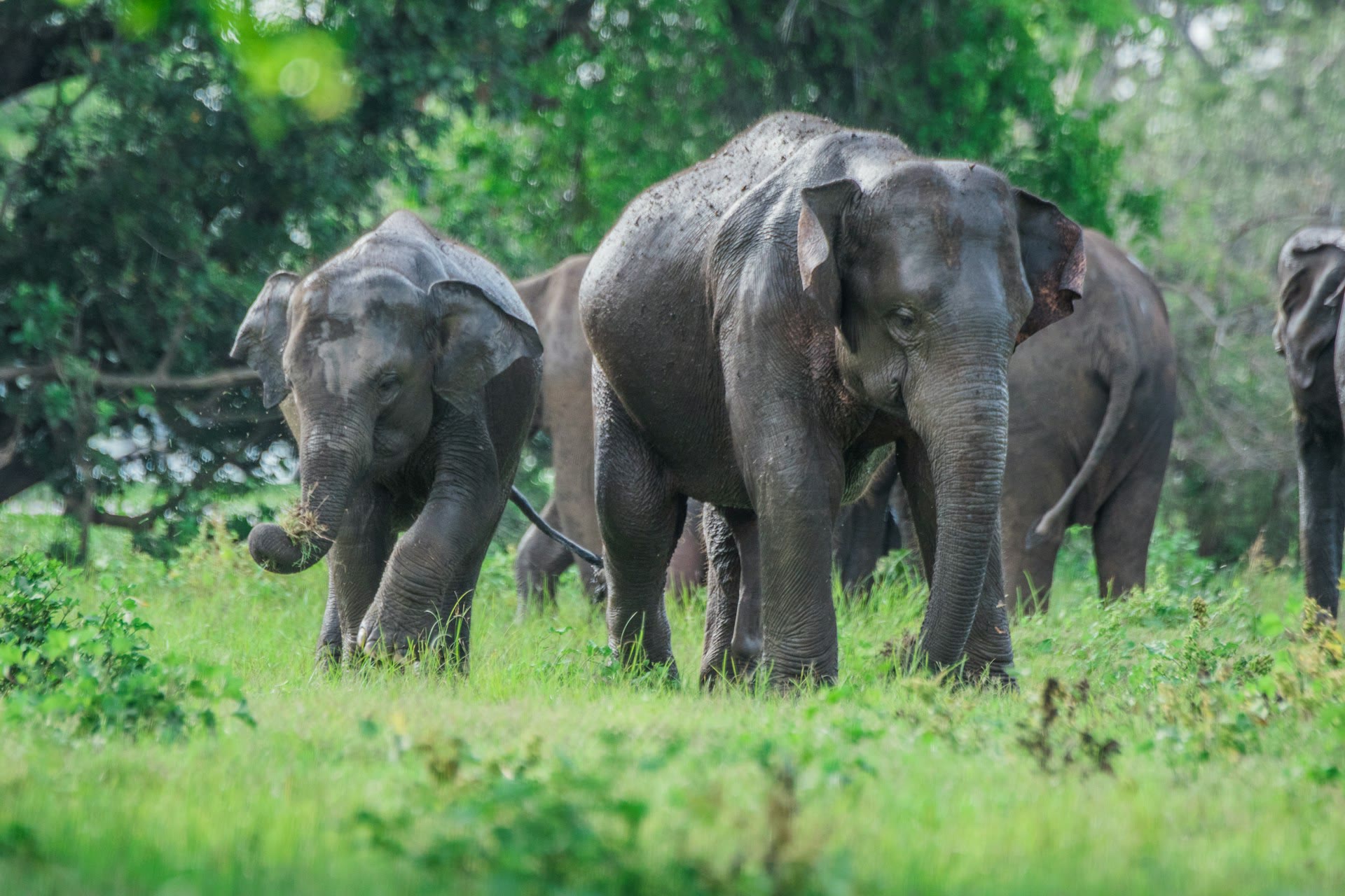Minneriya elephant gathering: plan a wildlife safari