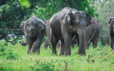 Voi tập trung ở Minneriya: lên kế hoạch safari