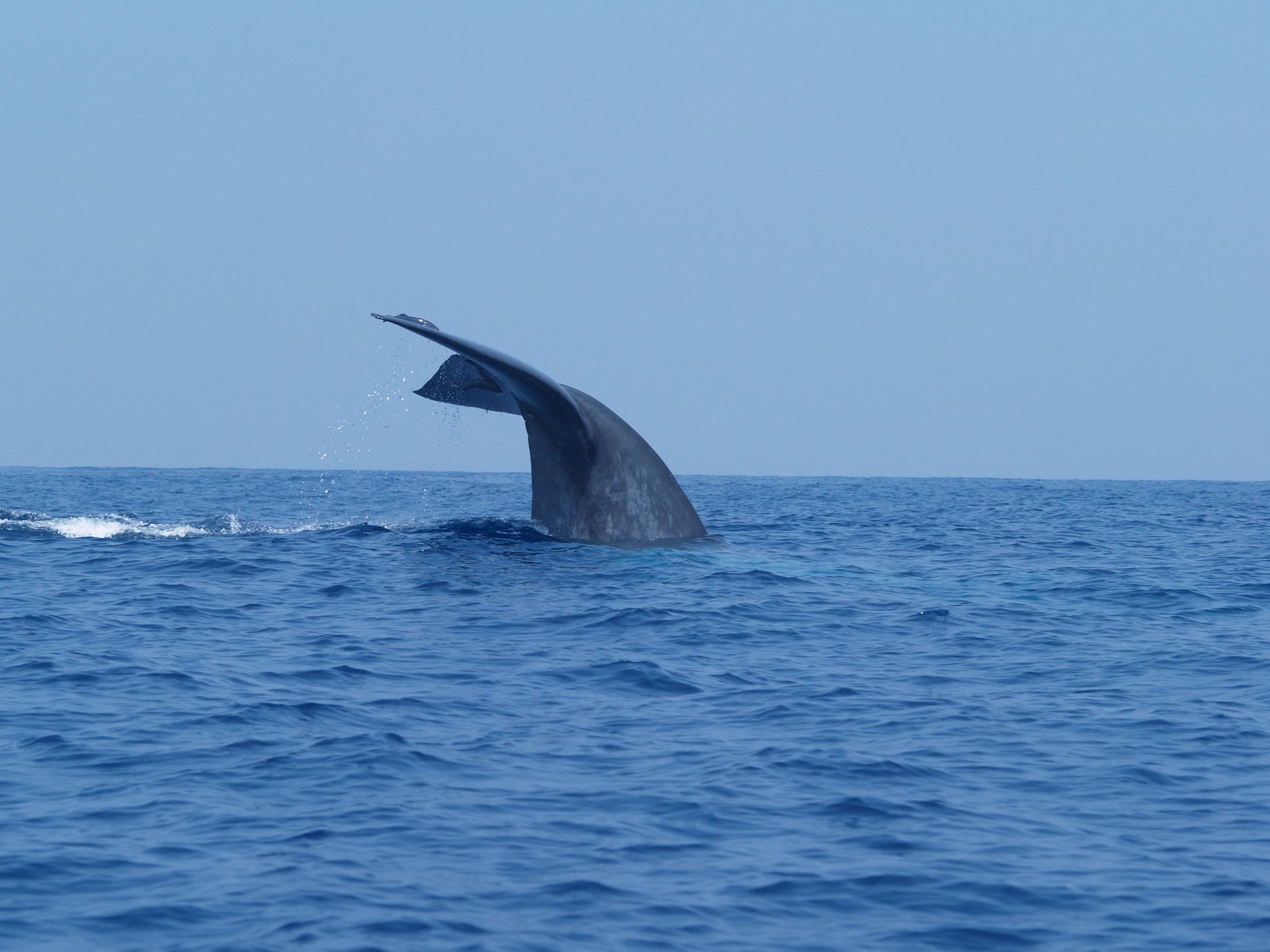 Observation des baleines à Mirissa : décidez si la sortie en bateau correspond à vos projets