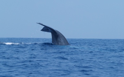 Mirissa whale watching: decide if the boat trip fits your plans