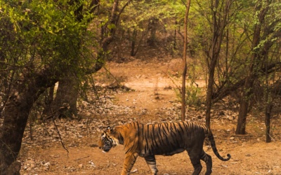 Parc national de Ranthambore : préparer sa visite