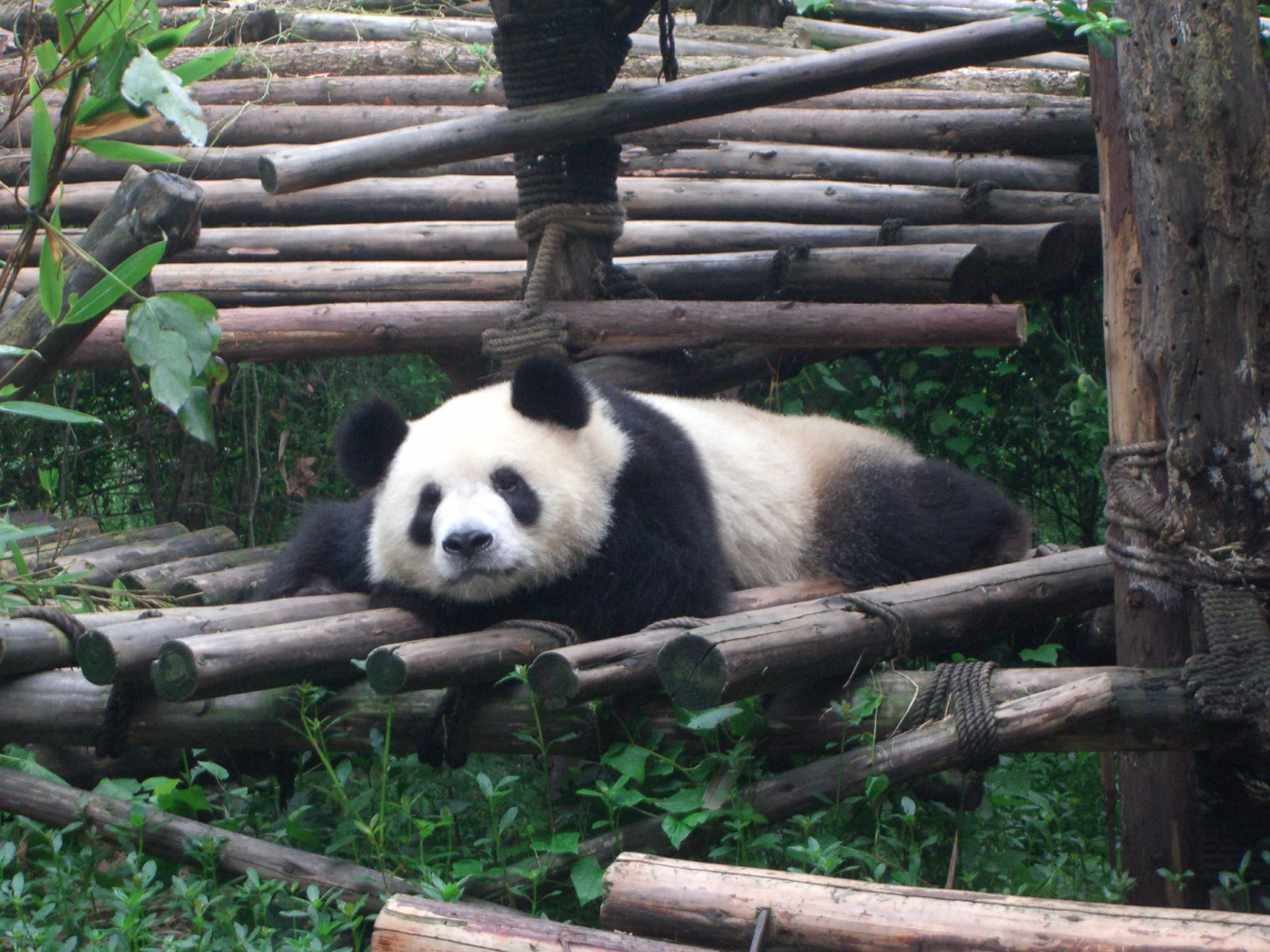Pusat Panda Chengdu: tiket, waktu masuk dan perjalanan