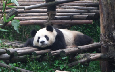 Pusat Panda Chengdu: tiket, waktu masuk dan perjalanan
