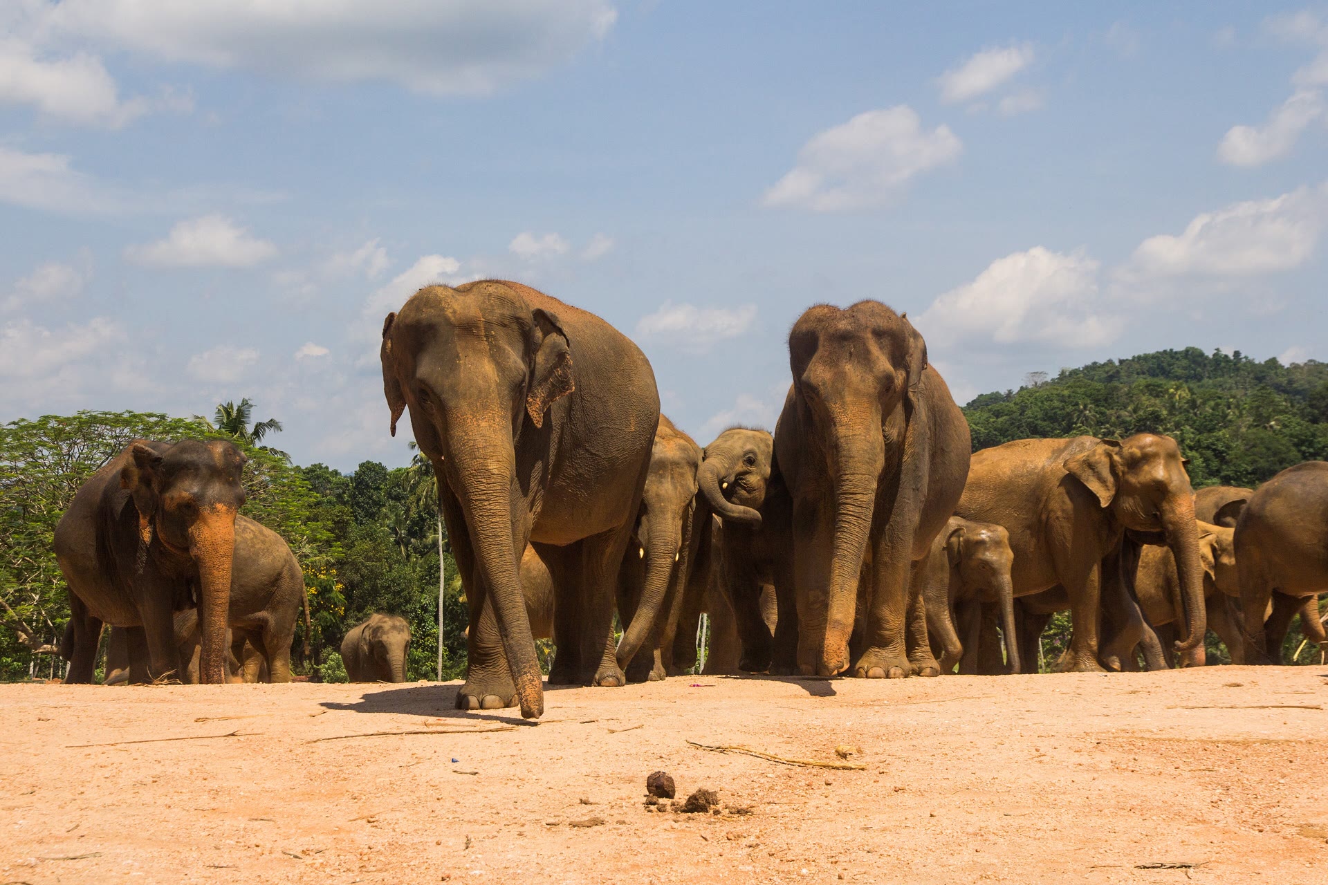Pinnawala Elephant Orphanage: Tickets, River Viewing and Visit Choices
