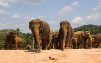 Pinnawala Elephant Orphanage: Tickets, River Viewing and Visit Choices