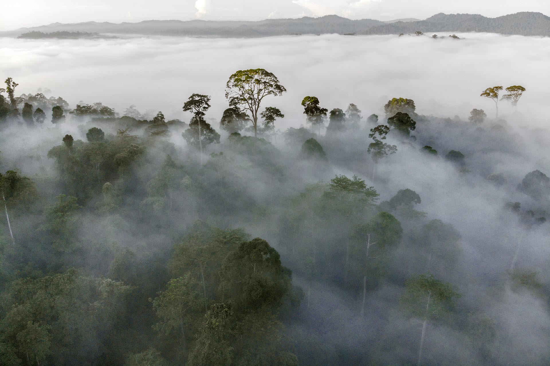 Danum Valley di Sabah: Rencanakan Menginap di Hutan Hujan