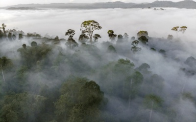 Danum Valley di Sabah: Rencanakan Menginap di Hutan Hujan