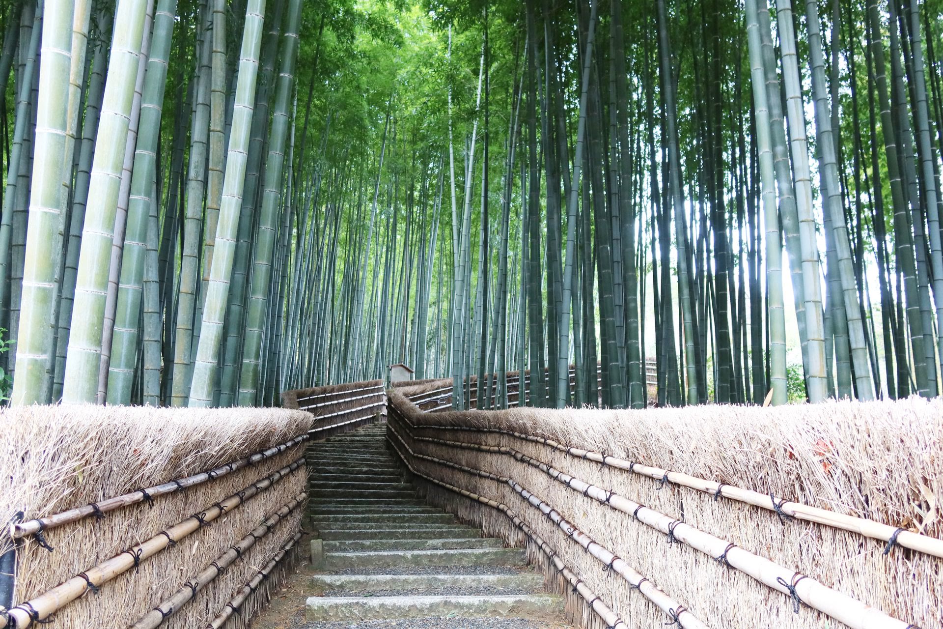 Arashiyama Bamboo Grove: Stations, Temples and River Stops