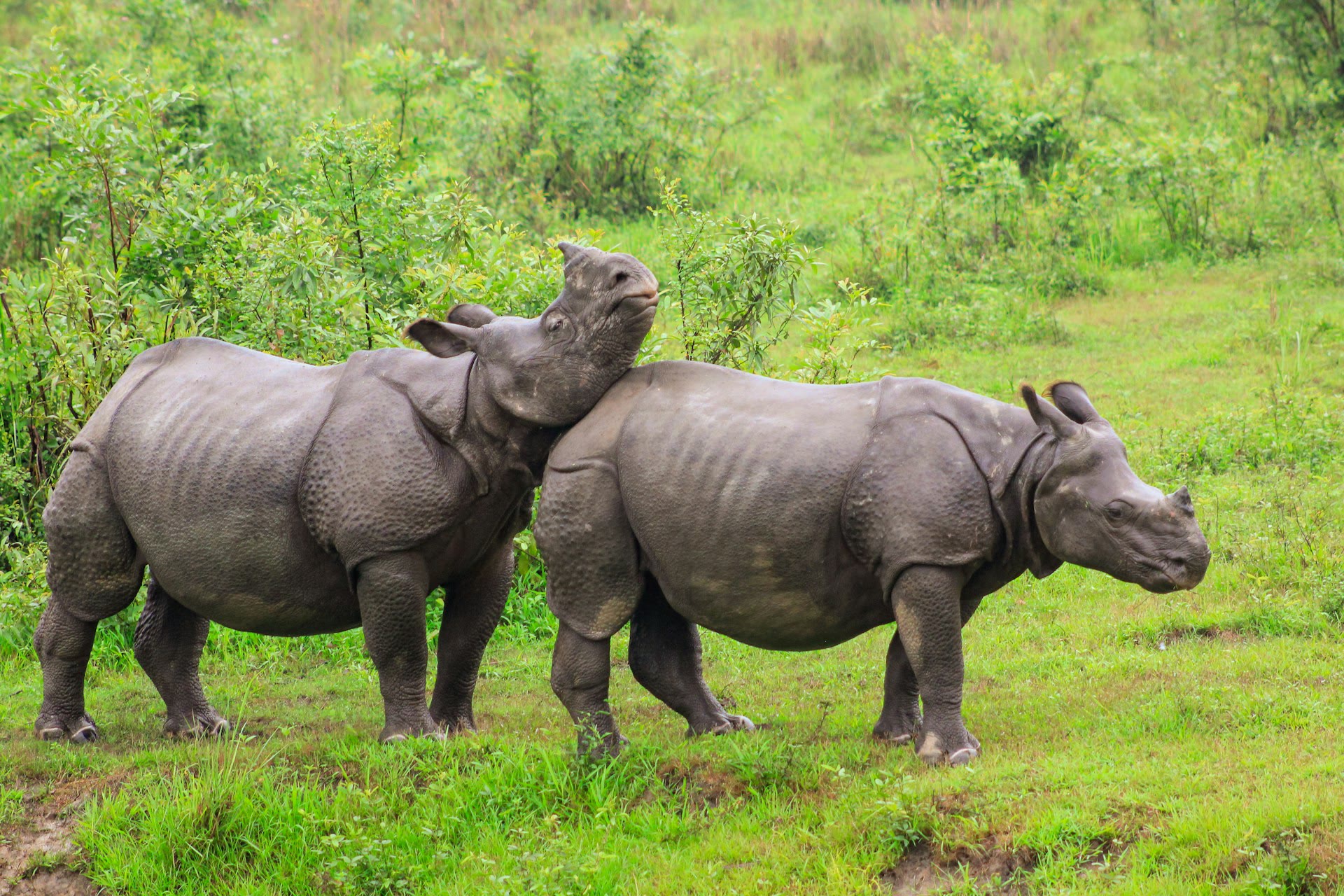 Kaziranga : choisir et organiser un safari