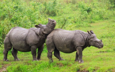 Kaziranga : choisir et organiser un safari