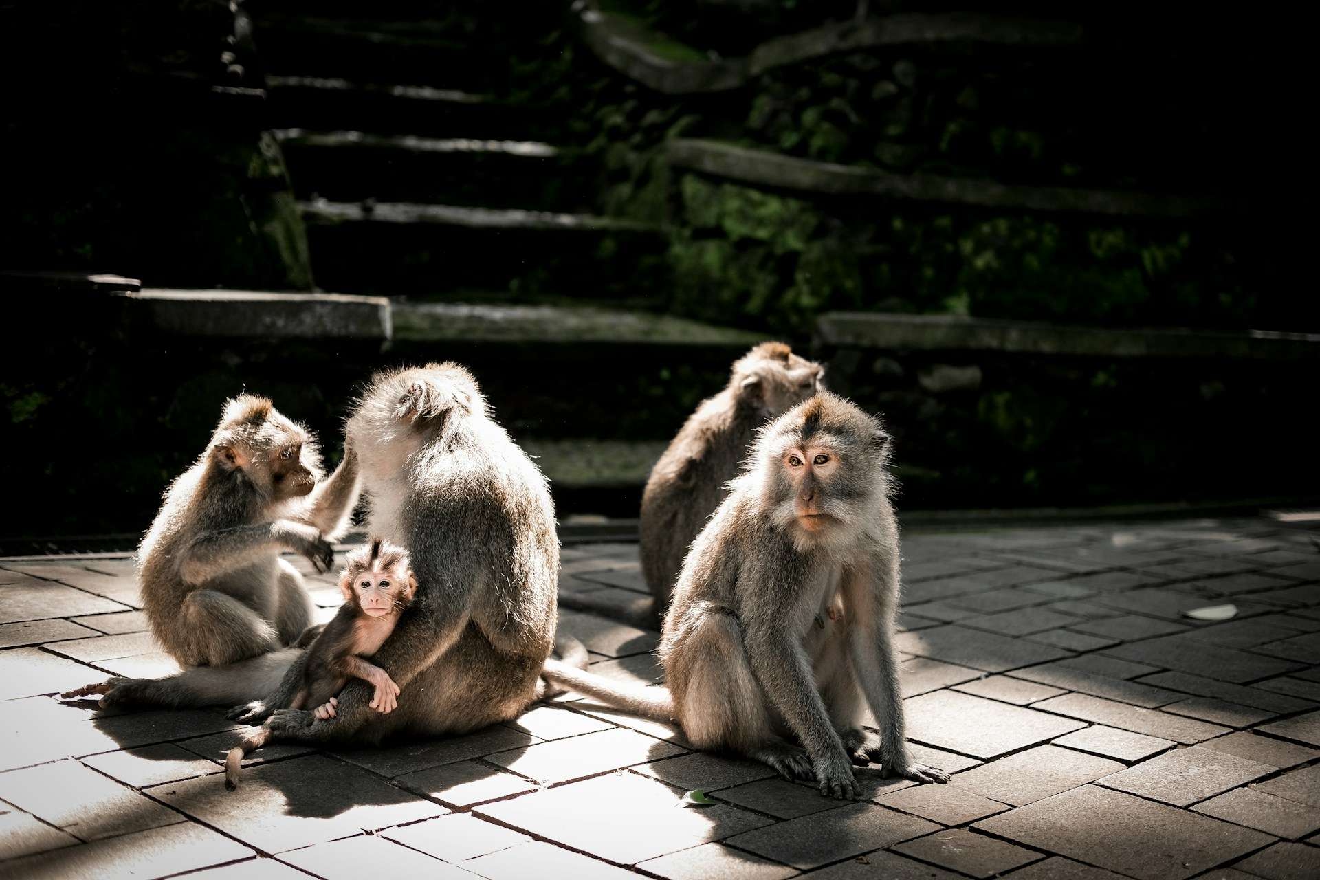 Sacred Monkey Forest Ubud: Complete Visitor Guide