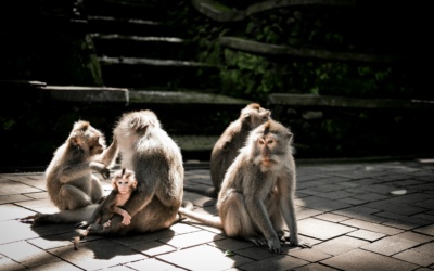 Sacred Monkey Forest Ubud: Complete Visitor Guide