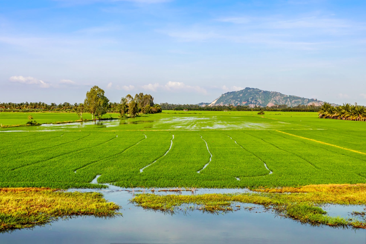 Green rice fields with a hill in the background near Chau Doc