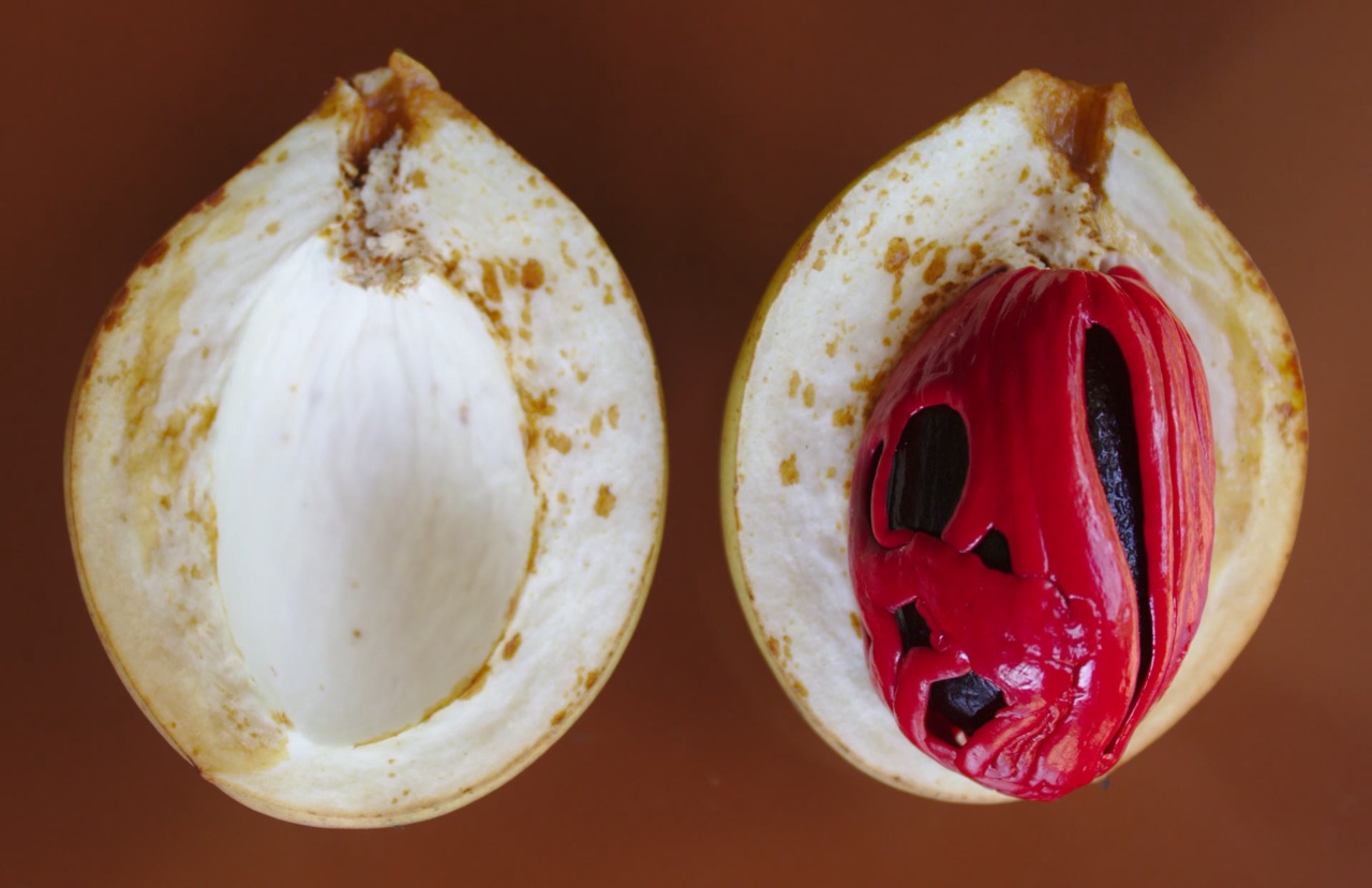 Un fruit de muscade ouvert, montrant la graine et le macis qui l'entoure