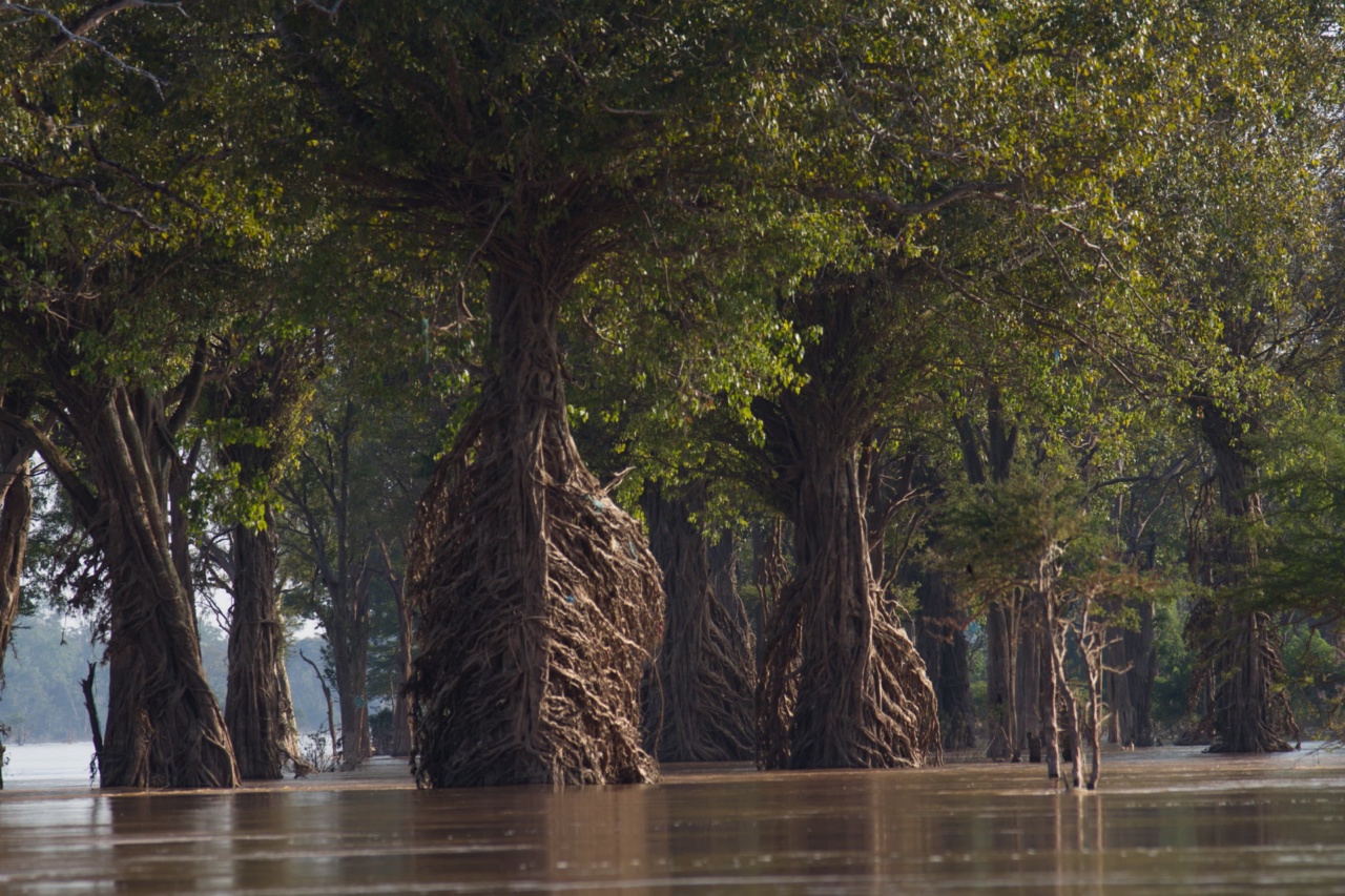 Pokok-pokok di dalam air Mekong di utara Stung Treng