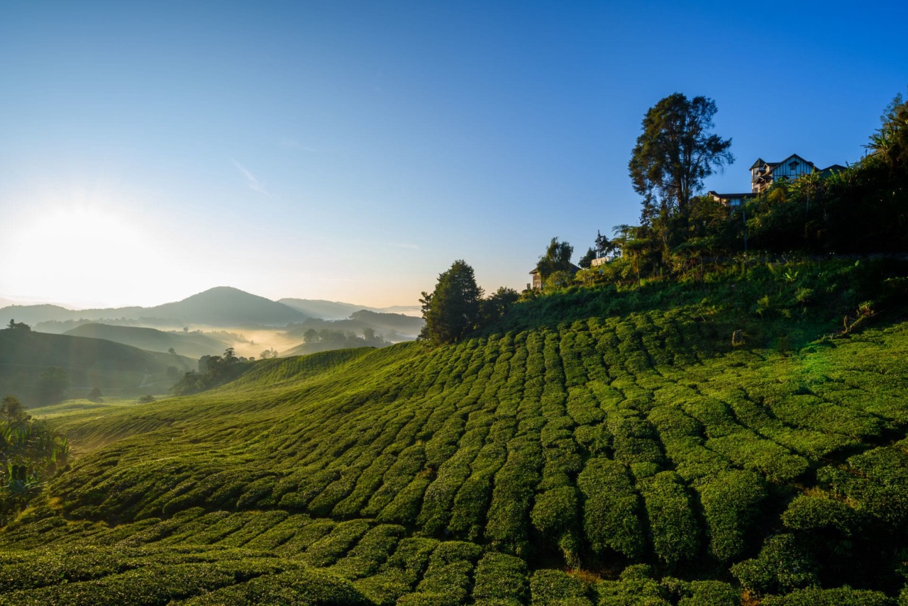 Perkebunan teh di lereng bukit saat matahari terbit di negara bagian Pahang, Malaysia