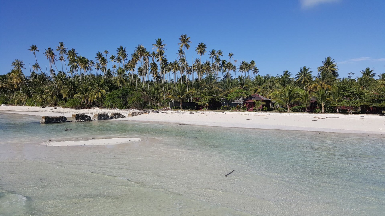 Une plage bordée de palmiers sur l’île de Maratua