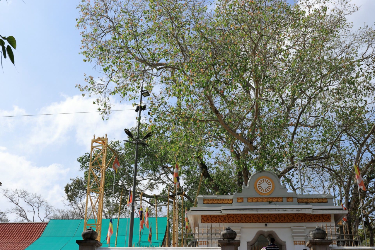 Tree and shrine at Sri Maha Bodhi