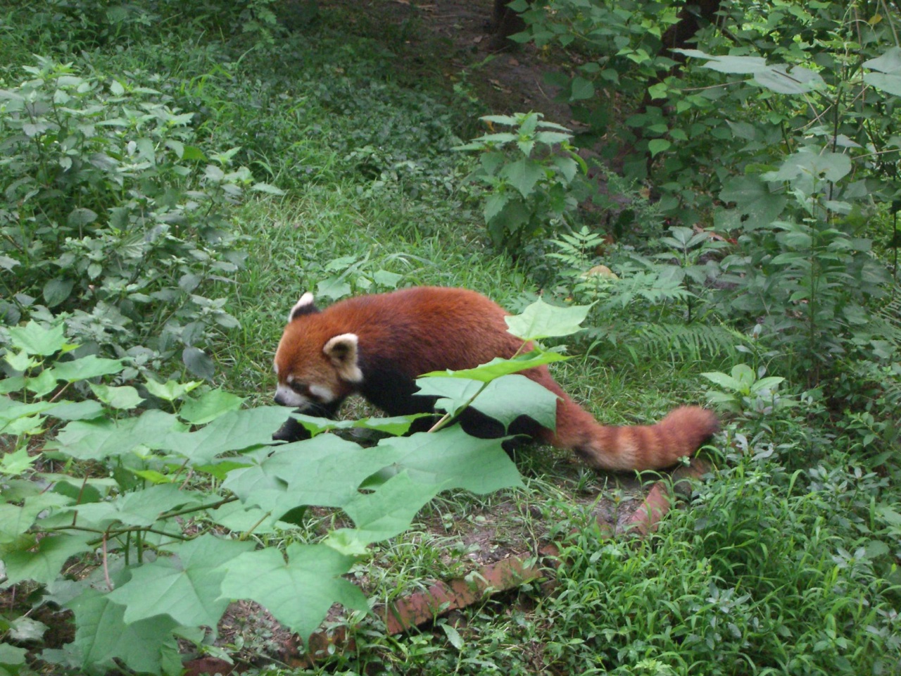 Seekor panda merah di Chengdu