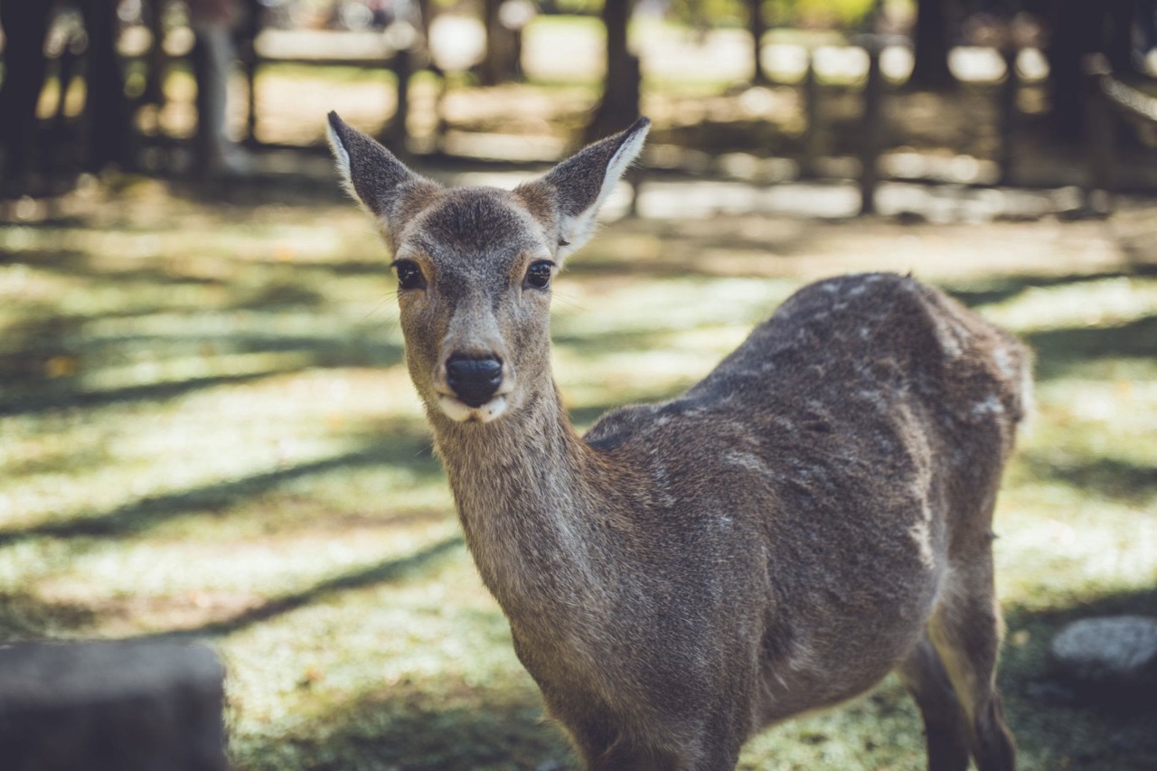 A sika deer in Nara Park