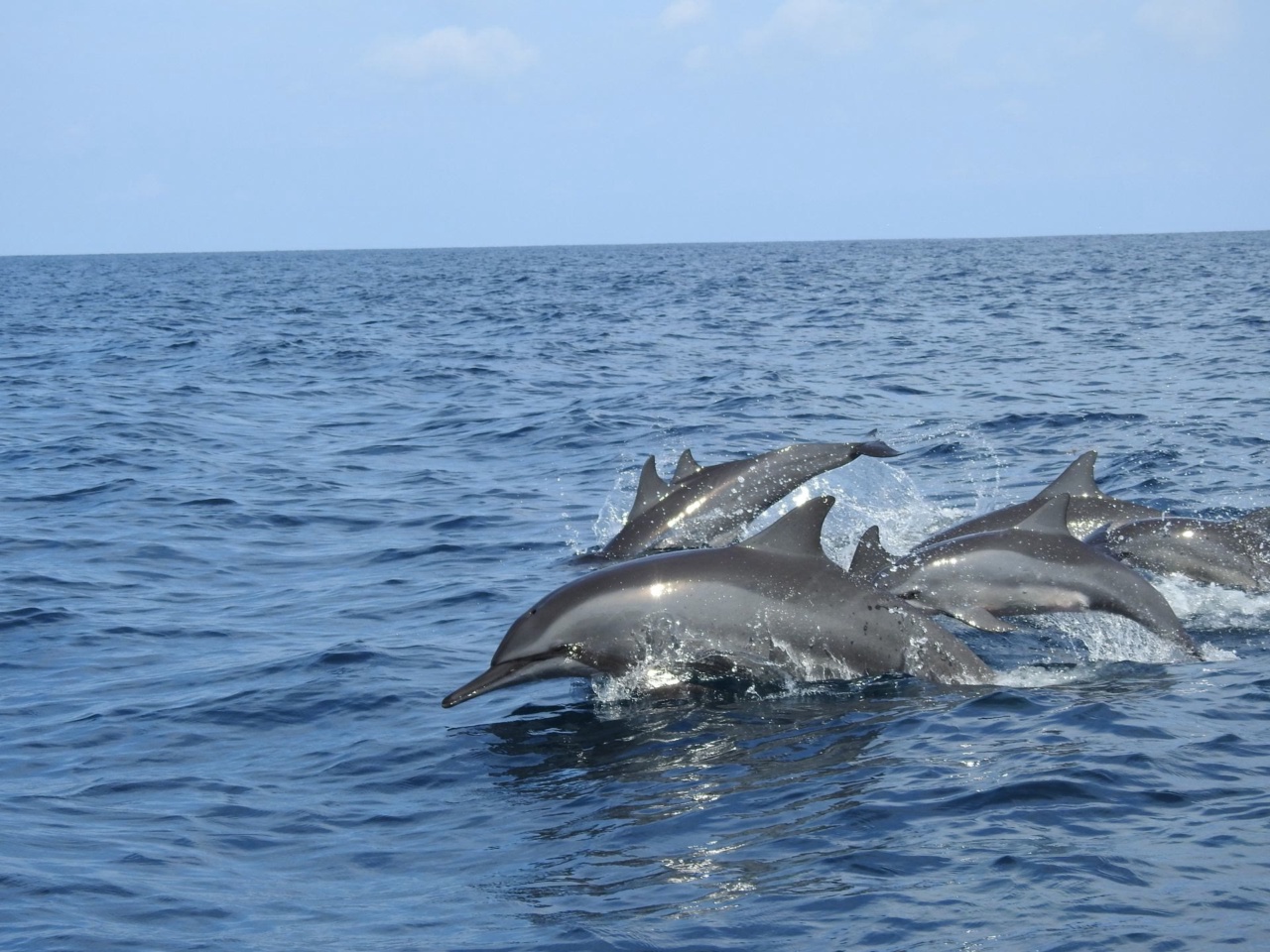 Des dauphins nagent en pleine mer au large des côtes du Sri Lanka