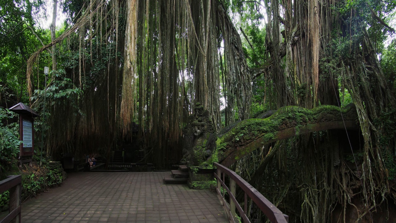 Rễ khí sinh của những cây lớn rủ xuống trên lối đi lát gạch trong Rừng Khỉ Ubud