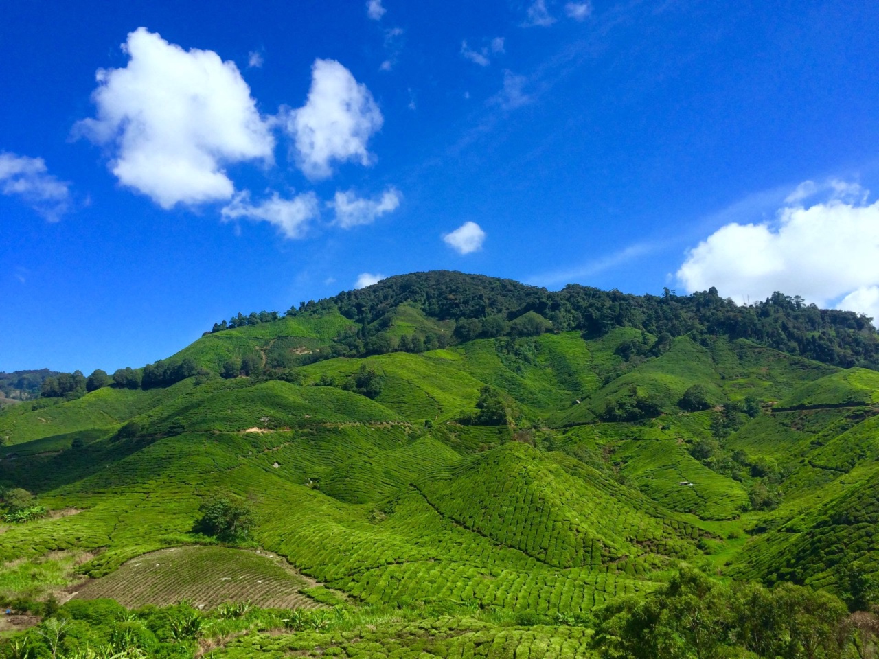 丹那拉打附近金馬崙高原山丘上的茶園