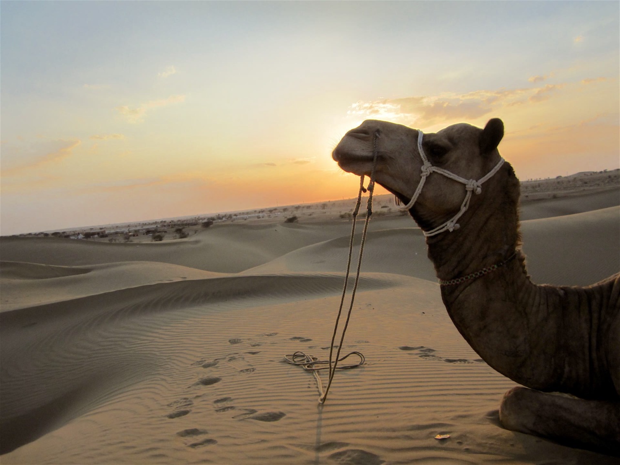 A camel in the Sam sand dunes near Jaisalmer