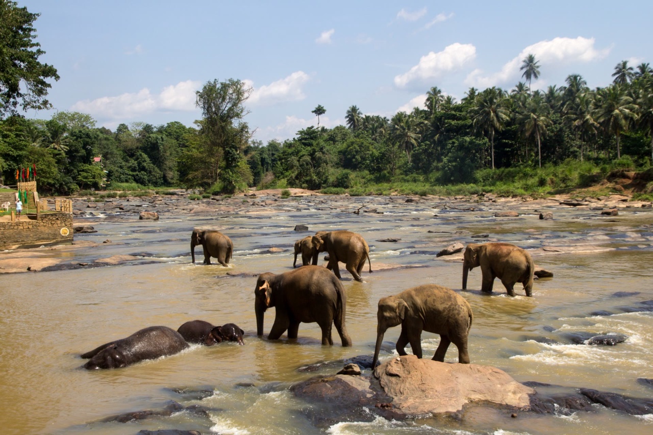 Elephants bathing in the river at Pinnawala.