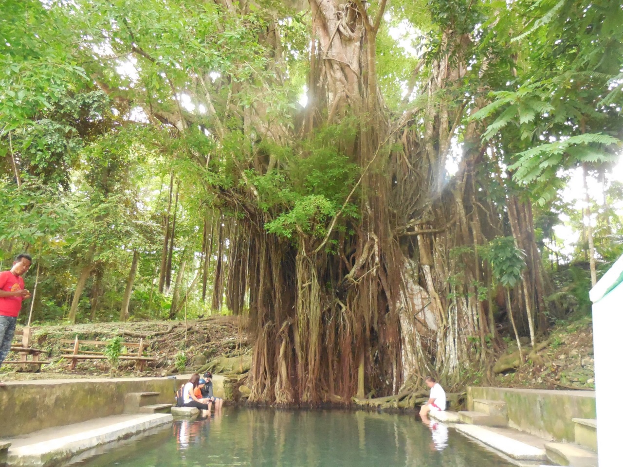 Pokok balete besar di Lazi dengan kolam di pangkalnya