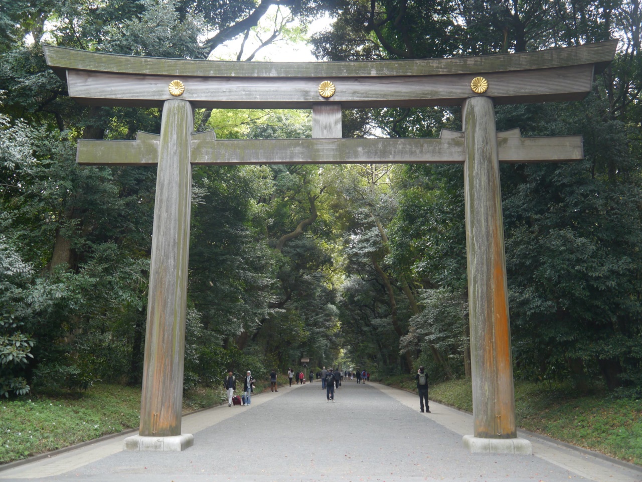 Một cổng torii bằng gỗ trên lối đi xuyên rừng của đền Meiji.