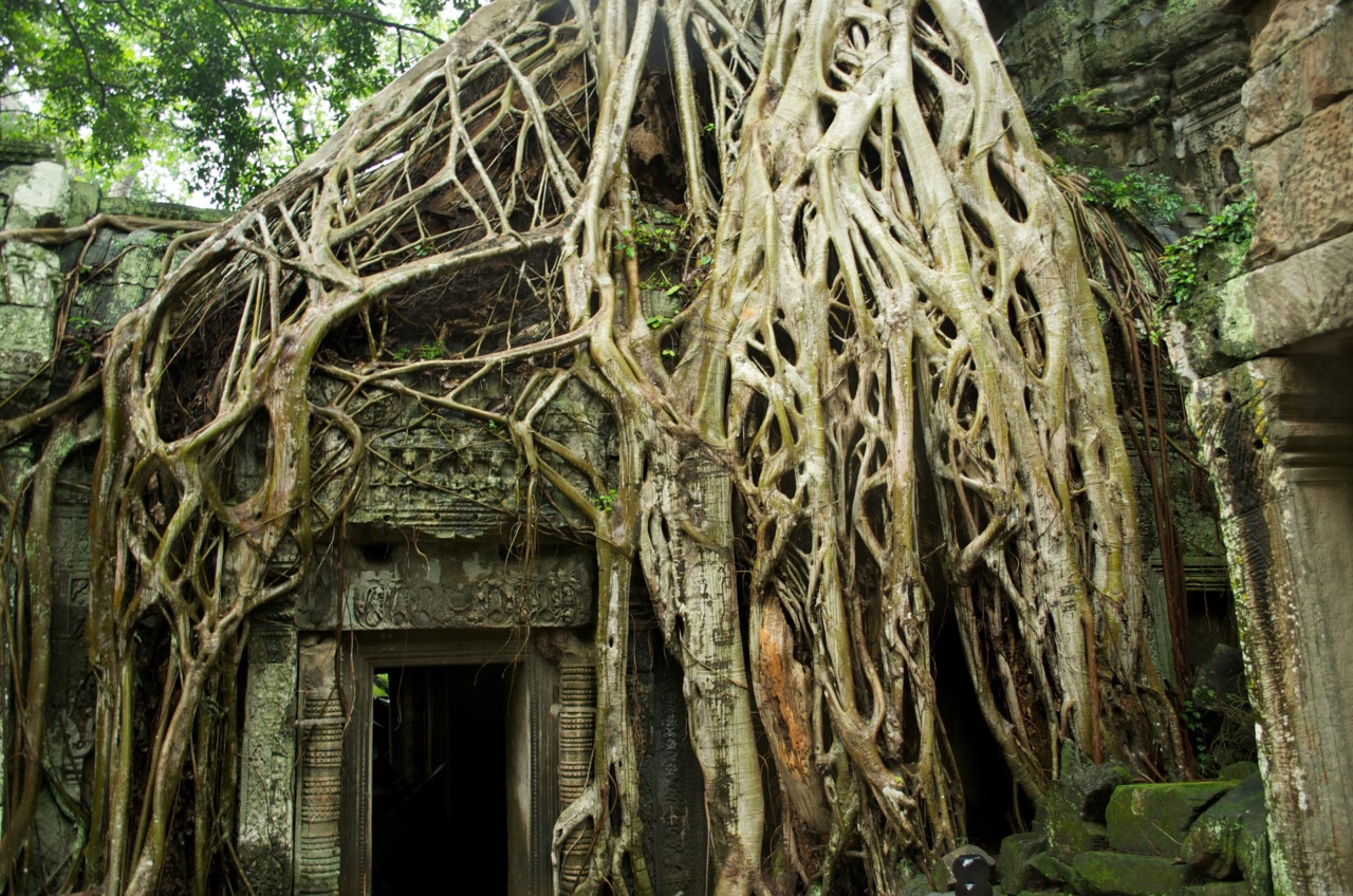 Tree roots growing over a doorway at Ta Prohm