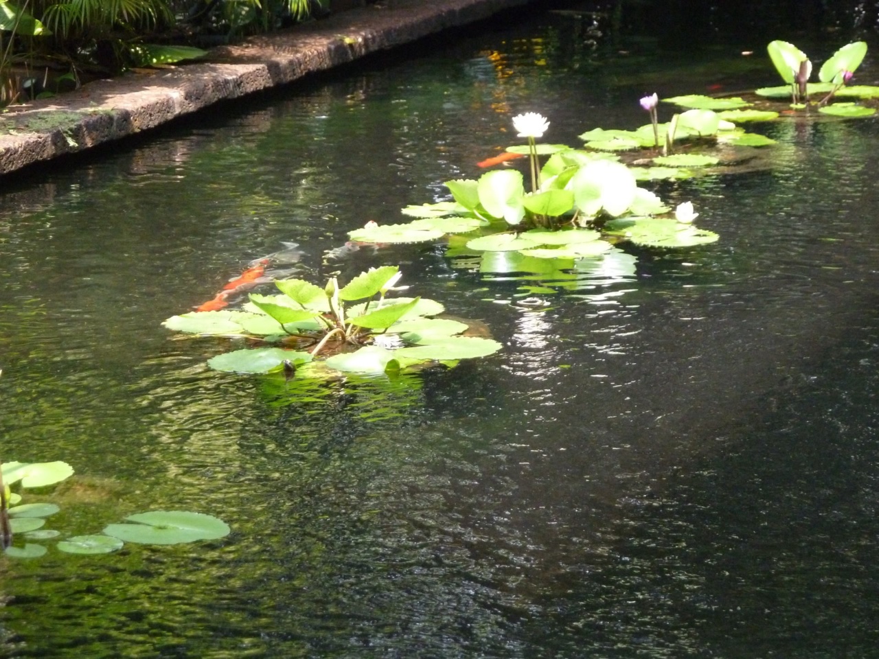 A garden pond with water lilies and a fish