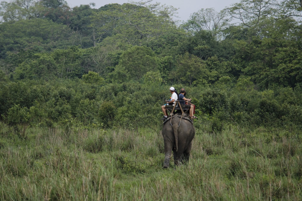 Un éléphant transportant des visiteurs en safari à Kaziranga