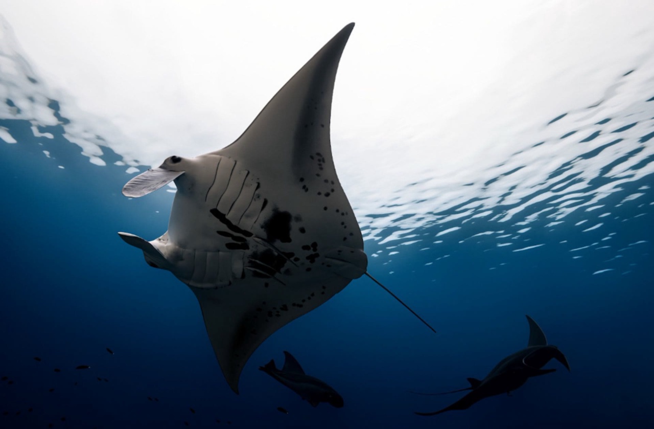 Ein Mantarochen gleitet durchs Meer