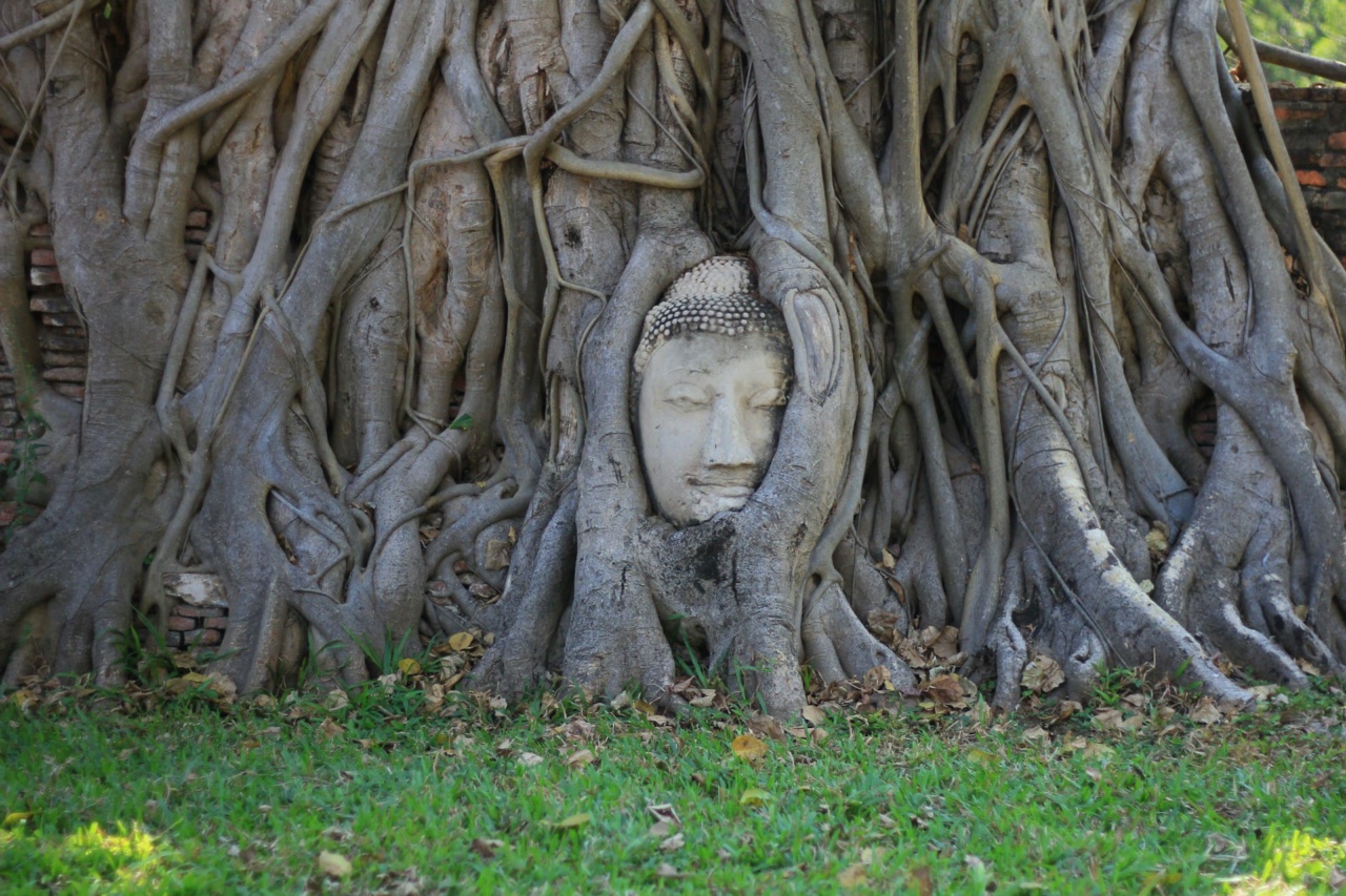 A stone Buddha head held in the roots of a tree in Ayutthaya